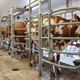 Illustration for article titled Cows at the Fair - Im Famous and Exhausted